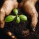 hands in soil with plant