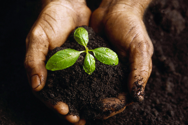 hands in soil with plant