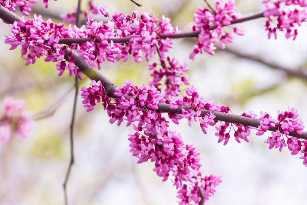 close up of an Eastern redbud tree blooming in the spring time