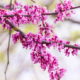close up of an Eastern redbud tree blooming in the spring time