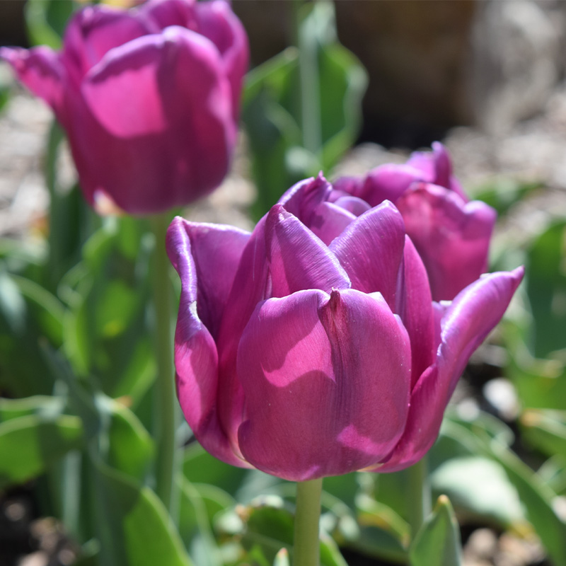Tulips – Pittsburgh Botanic Garden